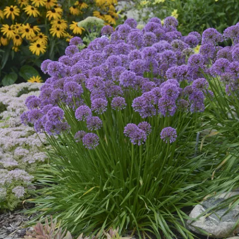 Allium 'Millennium'