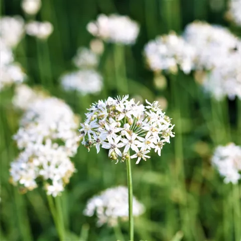 BIESLOOK CHINESE Allium tuberosum