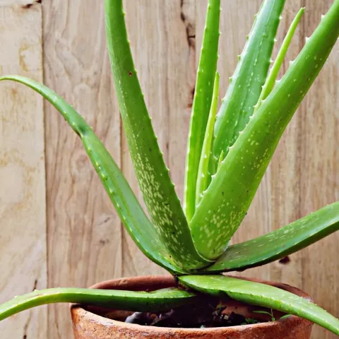 Aloe vera