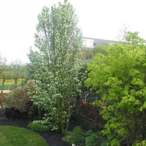 Amelanchier alnifolia 'Obelisk'