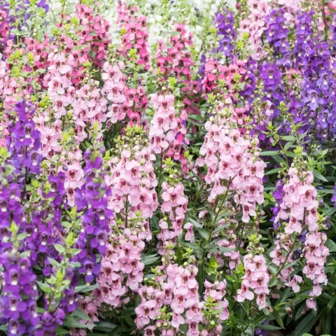 Angelonia angustifolia 'Archengel' Mix