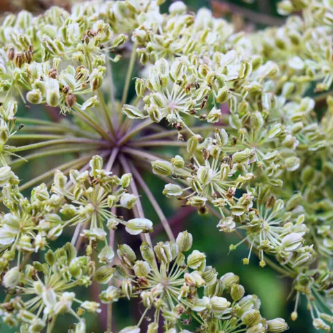 ENGELWORTEL Angelica archangelica
