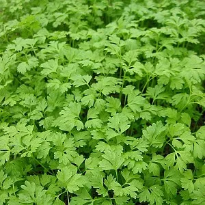 KERVEL Anthriscus cerefolium