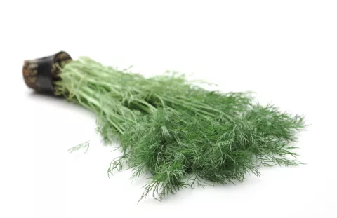 DILLE Anethum graveolens