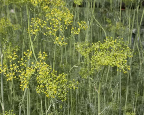 DILLE Anethum graveolens