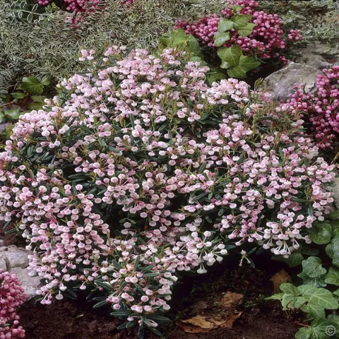 Andromeda polifolia 'Compacta'
