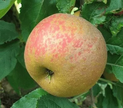 Appel 'SCHONE VAN BOSKOOP'