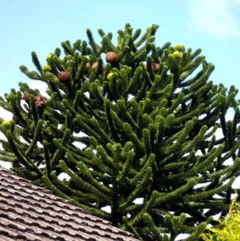 Araucaria araucana