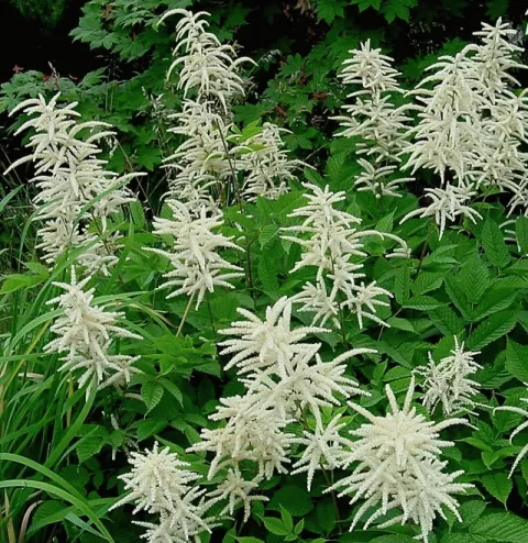 Aruncus dioicus