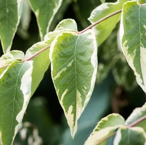 Aralia elata 'Aureovariegata'