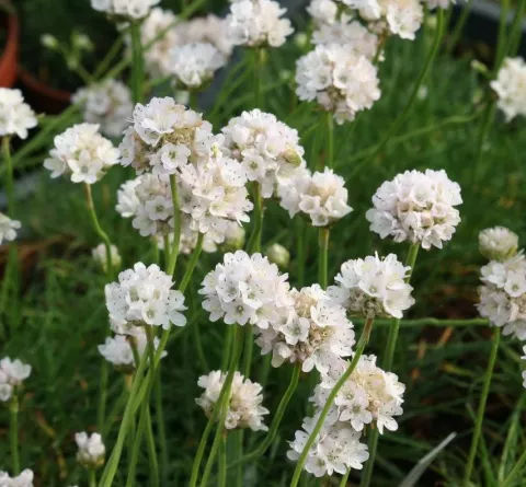 Armeria mar. 'Alba'