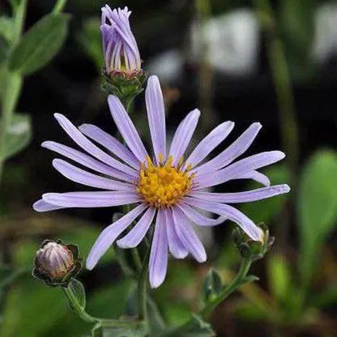 Aster amellus 'Rudolf Goethe'
