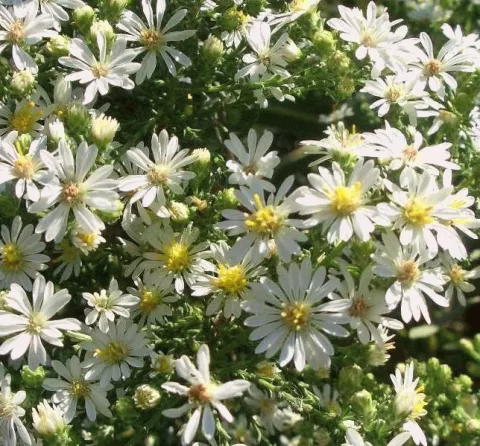 Aster eric. 'Monte Casino'