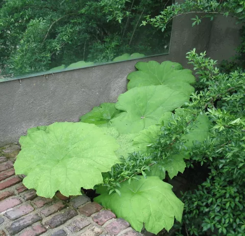 Astilboides tabularis