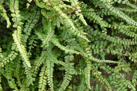 Asplenium trichomanes