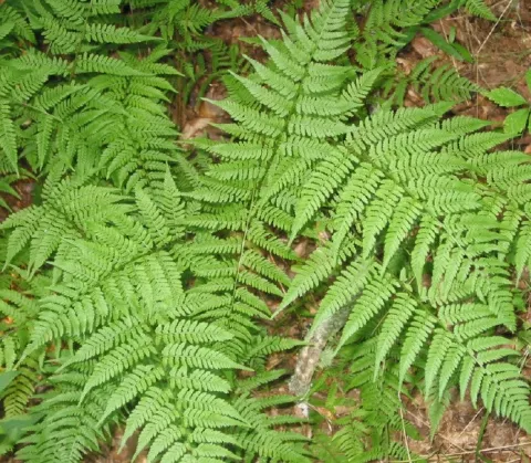 Athyrium filix-femina