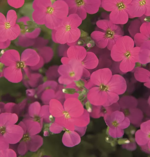 Aubrieta grac. 'Kitte'