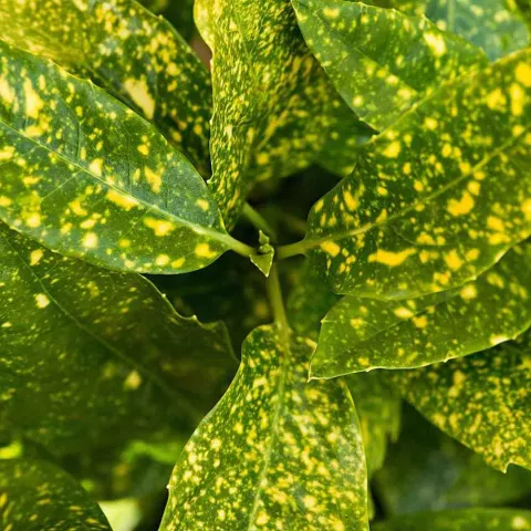 Aucuba jap. 'Crotonifolia'