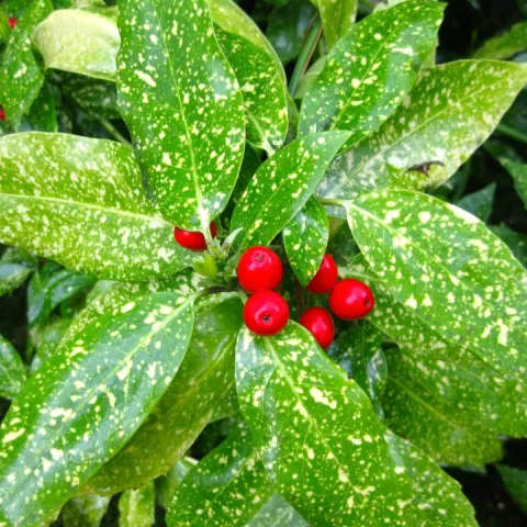 Aucuba jap. 'Variegata'
