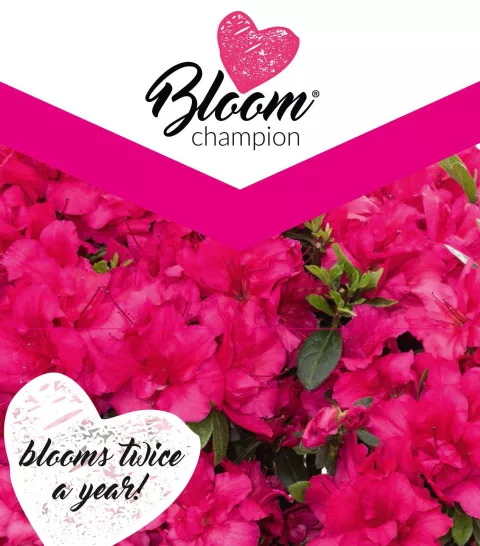 Azalea 'Bloom Champion'® Red