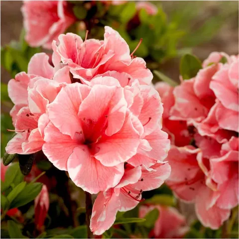 Azalea Encore® 'Sunburst'