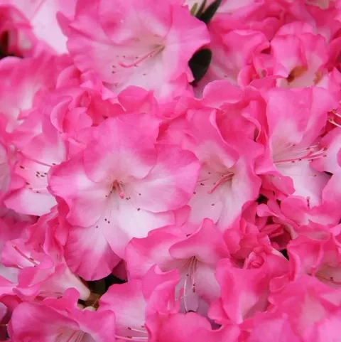 Azalea Hortinno® 'Evergreen Bicolor'