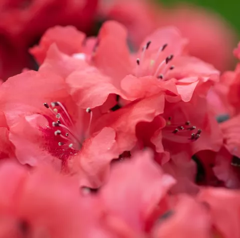 Azalea Hortinno® 'Evergreen Orange'