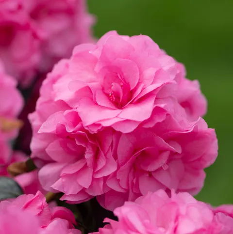 Azalea Hortinno® 'Evergreen Pink'