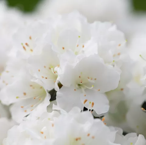 Azalea Hortinno® 'Evergreen White'