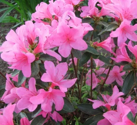 Azalea jap. 'Anouk'