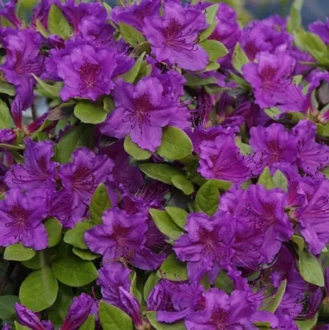 Azalea jap. 'Geisha Purple'