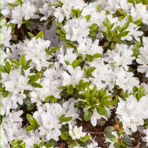 Azalea jap. 'Hisako'