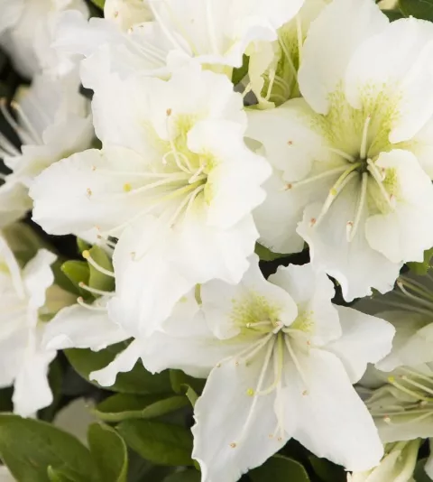 Azalea jap. 'Maischnee'