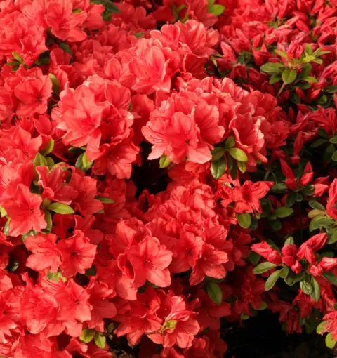 Azalea jap. 'Signalglühen'