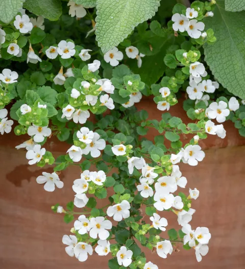Bacopa