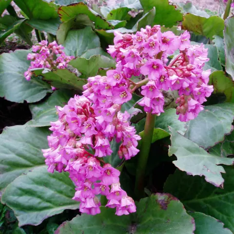 Bergenia cord. 'Rotblum'