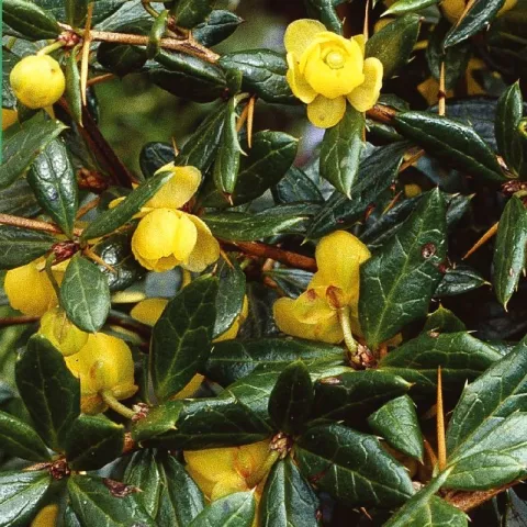 Berberis frik. 'Amstelveen'