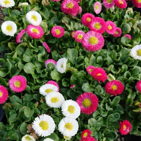 Bellis perennis (in soorten)
