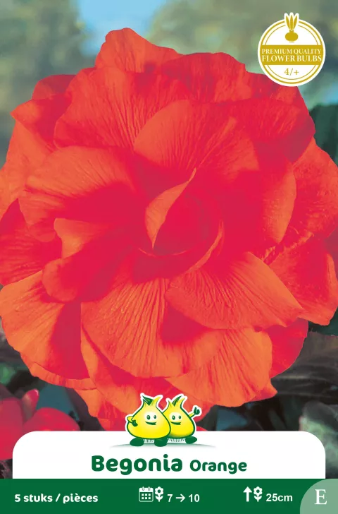 Begonia Oranje