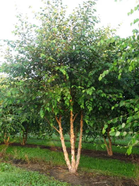 Betula nigra