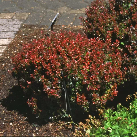 Berberis thunb. 'Bagatelle'