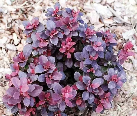 Berberis thunb. 'Concorde'