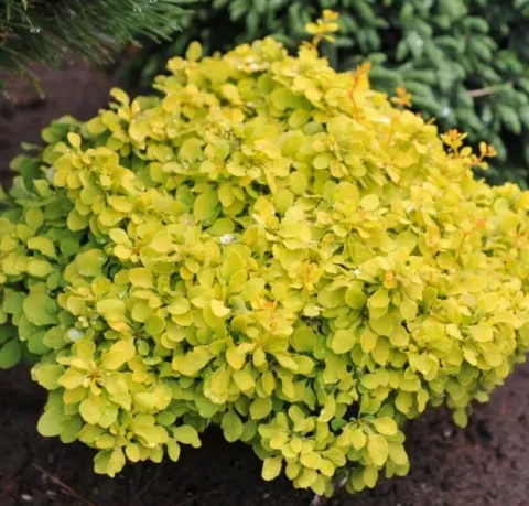 Berberis thunb. 'Goldalita'