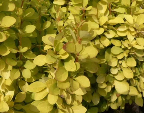 Berberis thunb. 'Golden Rocket'®