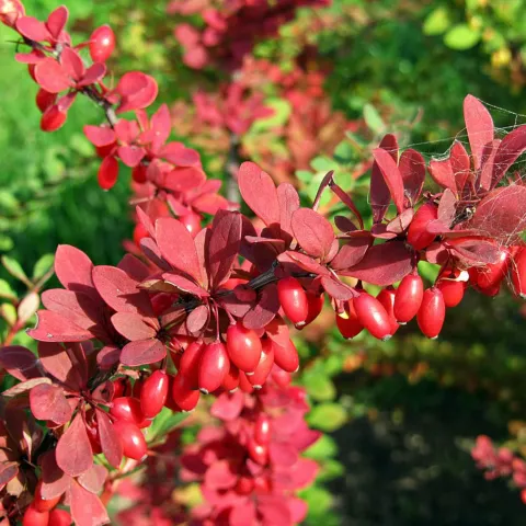 Berberis thunb. 'Inspiration'®