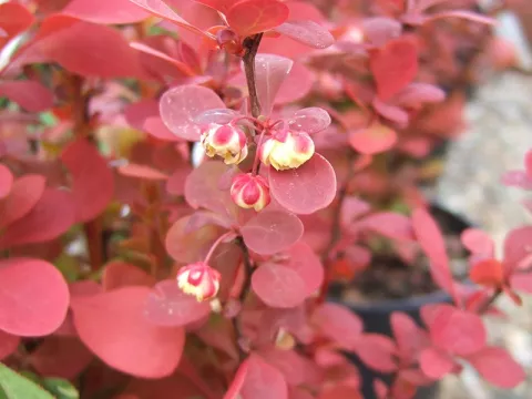 Berberis thunb. 'Orange Rocket'®