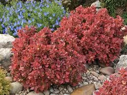 Berberis thunb. 'Ruby Star'®