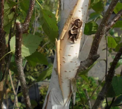 Betula utilis 'Doorenbos'