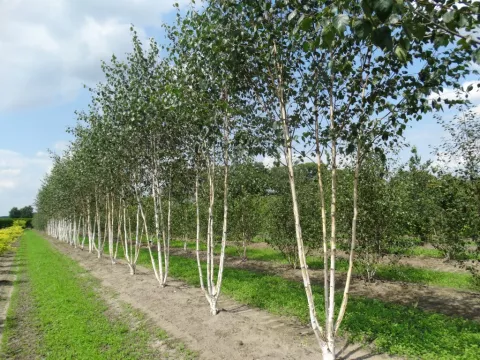 Betula utilis jacquemontii