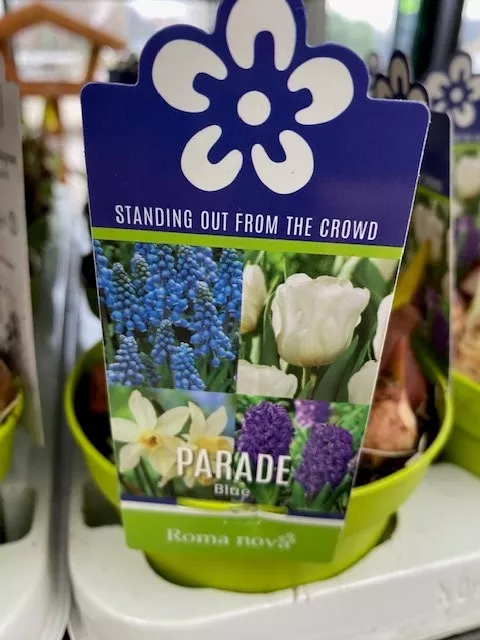 Bloembollenmix BLAUW